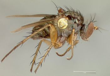 Media type: image;   Entomology 13035 Aspect: habitus lateral view